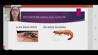 Animais Invertebrados  3° anoCiências Profa Maria Hibiapino [upl. by Ellinad847]