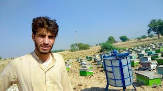 Honey Farming in PakistanBeeKeeping BusinessHoney BusinessBee FarmProfit Info [upl. by Austine652]