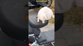 🐾😺 Birman cat shorts cat 124animals [upl. by Lemuelah368]