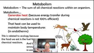 AP bio 82 Endotherms vs Ectotherms 82 Part 1 [upl. by Moia]