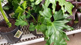 Hope Philodendron Plant Care Donna Joshi [upl. by Crofton]