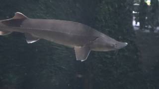 Sterlet sturgeon Fish  Acipenser ruthenus [upl. by Ebsen]