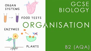 ORGANISATION  GCSE Biology AQA Topic B2 [upl. by Uticas]