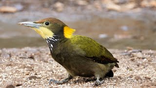 Greater Yellownape in India [upl. by Easlehc683]