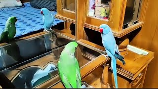 Talking Parrot Sounds  Parrot Voice [upl. by Aknaib630]