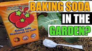 7 Uses For Baking Soda In The Garden [upl. by Enorahs]