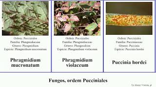 Fungos ordem Pucciniales gymnosporangium fungus discolor violaceum Phragmidium Aecidium confusum [upl. by Aral]