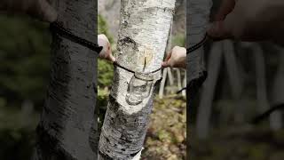 Collecting Birch Sap🌳 survival outdoors bushcraft [upl. by Anica]