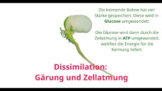 Dissimilation  Gärung und Zellatmung erklärt Glycolyse Citratzyklus Endoxidation [upl. by Airdnoed]