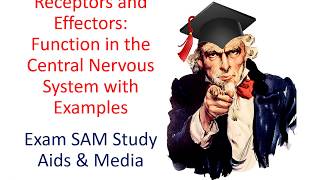 Receptors and Effectors Their Function in the Nervous System amp Examples [upl. by Asirak]