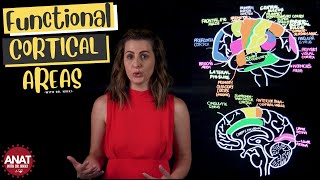 Functional Cortical Areas of the Brain [upl. by Ted150]