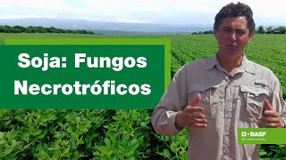 Fungos Necrotróficos na Soja Impactos e Soluções  BASF [upl. by Aicsile]