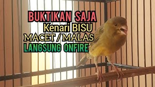 Kenari Gacor Cuit cuit Ngerol TAJAM TERAPI AMPUH Kenari MACET Pancingan Kenari Paud Belajar Bunyi [upl. by Nabois]