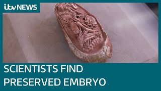 Scientists discover preserved embryo inside 66 millionyearold fossilised dinosaur egg  ITV News [upl. by Paterson]