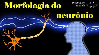 Morfologia básica do neurônio [upl. by Suelo]