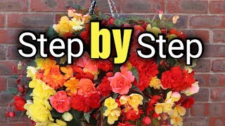 How to Create a Beautiful Begonia Hanging Basket  Gardening for Beginners [upl. by Latsyrd134]