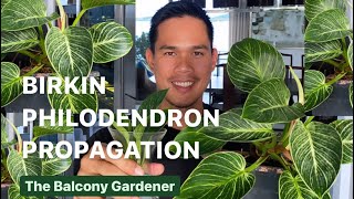 Philodendron birkin propagation in soil and water [upl. by Naujud593]