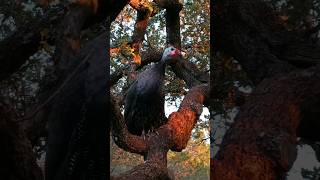 Royal Purple Guinea  Native to Africa👑🟣guinea guineafowl africa royalpurpleguinea fowl [upl. by Lehcor]