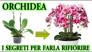 ORCHIDEA il trucco infallibile per farla rifiorire quando vuoi [upl. by Bendix317]