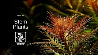 Top 10 Beautiful Aquarium Stem Plants [upl. by Ledba473]