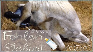 FOHLEN GEBURT ✮ Rubielles erste Sekunden auf der Welt ♥ Babyalarm [upl. by Liman]