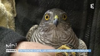 ANIMAUX  En FrancheComté les animaux sauvages ont leur refuge [upl. by Cj]