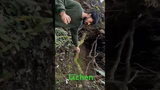 Lichen biology ytshorts shortvideo biofactslichen [upl. by Owens]