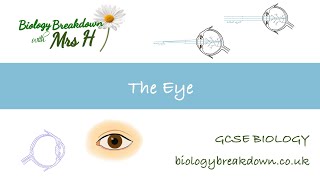 The Eye  GCSE Biology [upl. by Callean]