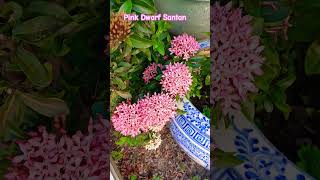 Pink dwarf santan 💕 youtubeshorts nature colorfullflowers [upl. by Jehiel]