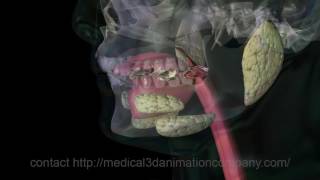 chewing Mastication digestion 3d animation company medical [upl. by Ettenil]