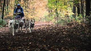 Sled Dog Racing Kivo kempentrail Knegsel 2011 [upl. by Enial367]