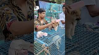 galif Street pet market today dog price update [upl. by Tiffanle]