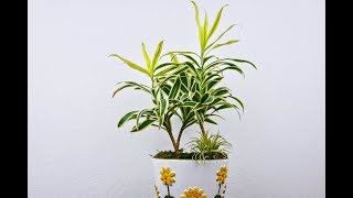 DRACAENA SONG OF INDIA CARE amp GROWING TIPS JoyUsGarden [upl. by Connie]