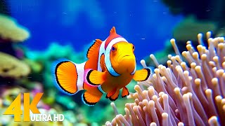 Aquarium 4K VIDEO ULTRA HD 🐠 Beautiful Coral Reef Fish  Relaxing Sleep Meditation Music 3 [upl. by Suivatal19]