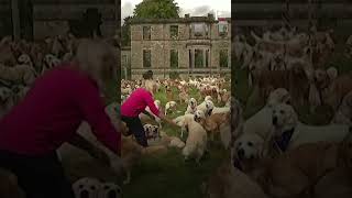 Hundreds of Golden Retrievers Gather at Ancestral Home for “Guisachan Gathering” [upl. by Annohsak]