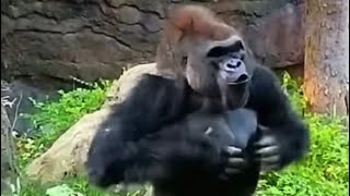 Gorilla beating chest just beating just beating remixwildlife gorilla documentary apesnature [upl. by Oiramrej]