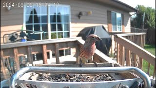 A House Finch Just Enjoying Life [upl. by Laufer]