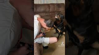 How I avoid a bear attack and face him back downviral rottweiler bear ohno growlingdog [upl. by Betthezul]