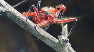 Why the Assassin Bug More Than Lives Up to Its Name [upl. by Wheaton]