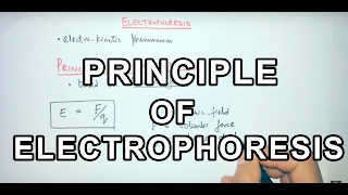 Principle of Electrophoresis [upl. by Ramraj]