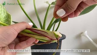 How to Propagate Philodendron Birkin using Stem Cuttings [upl. by Spindell]