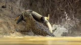 Jaguar vs croco combat à mort incroyable [upl. by Ettenoj]