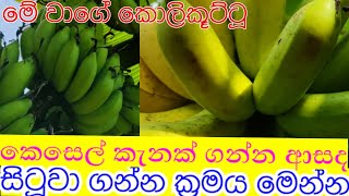 kolikuttubanana kesel wagawa kabanikaකොලිකූටිටූ කෙසෙල් වගාව කාබනික [upl. by Esorbma556]