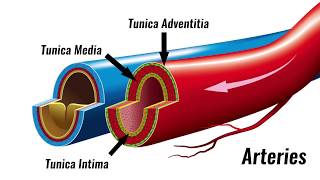 Blood vessels  Structure amp Function  GCSE PE [upl. by Ardnoyek]