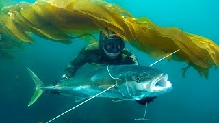 Blue Water Spearfishing in Bajam4v [upl. by Sudaorb]