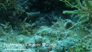 Pedersons Cleaner Shrimp Ancylomenes pedersoni Discovery Bay Jamaica [upl. by Hamer147]