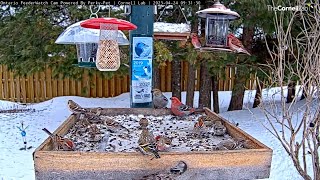 Sparrows And Finches Galore Dine At Ontario Feeders  April 24 2023 [upl. by Novhaj]