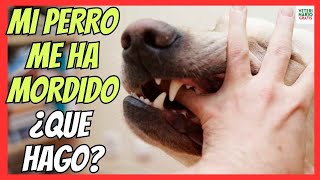 🆘 MI PERRO ME HA MORDIDO 🆘 ¿QUE HACER SI UN PERRO MUERDE A SU DUEÑO [upl. by Chalmers760]