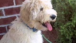 Lucy the Goldendoodle [upl. by Neesay]