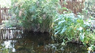 Un beau bassin de jardin dans le Var [upl. by Cummine443]